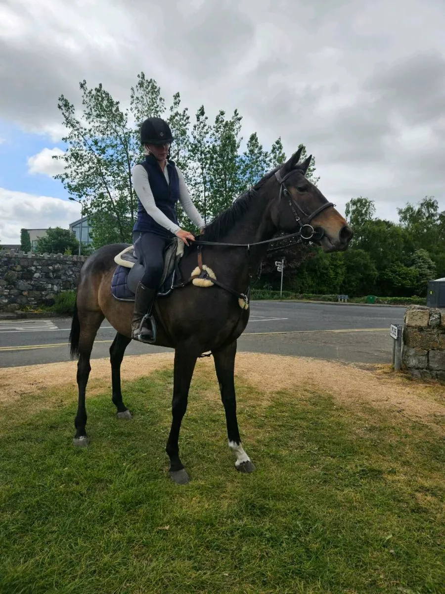 Perfect first horse - Image 2