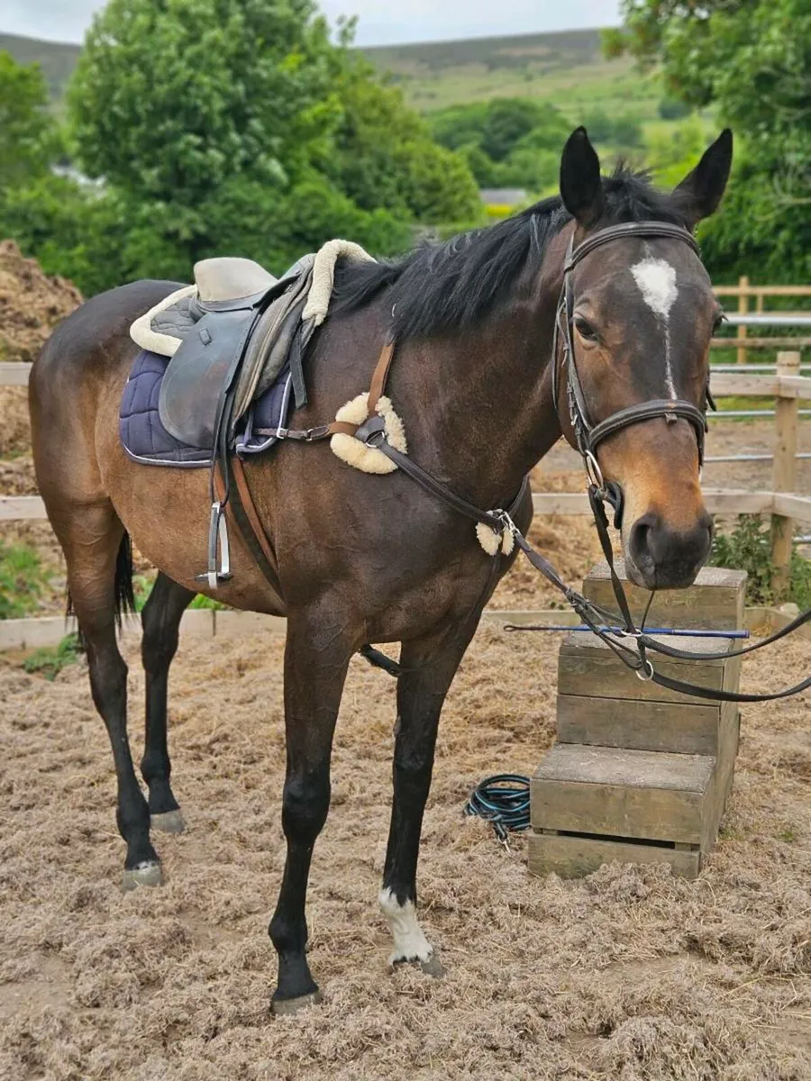 Perfect first horse - Image 3