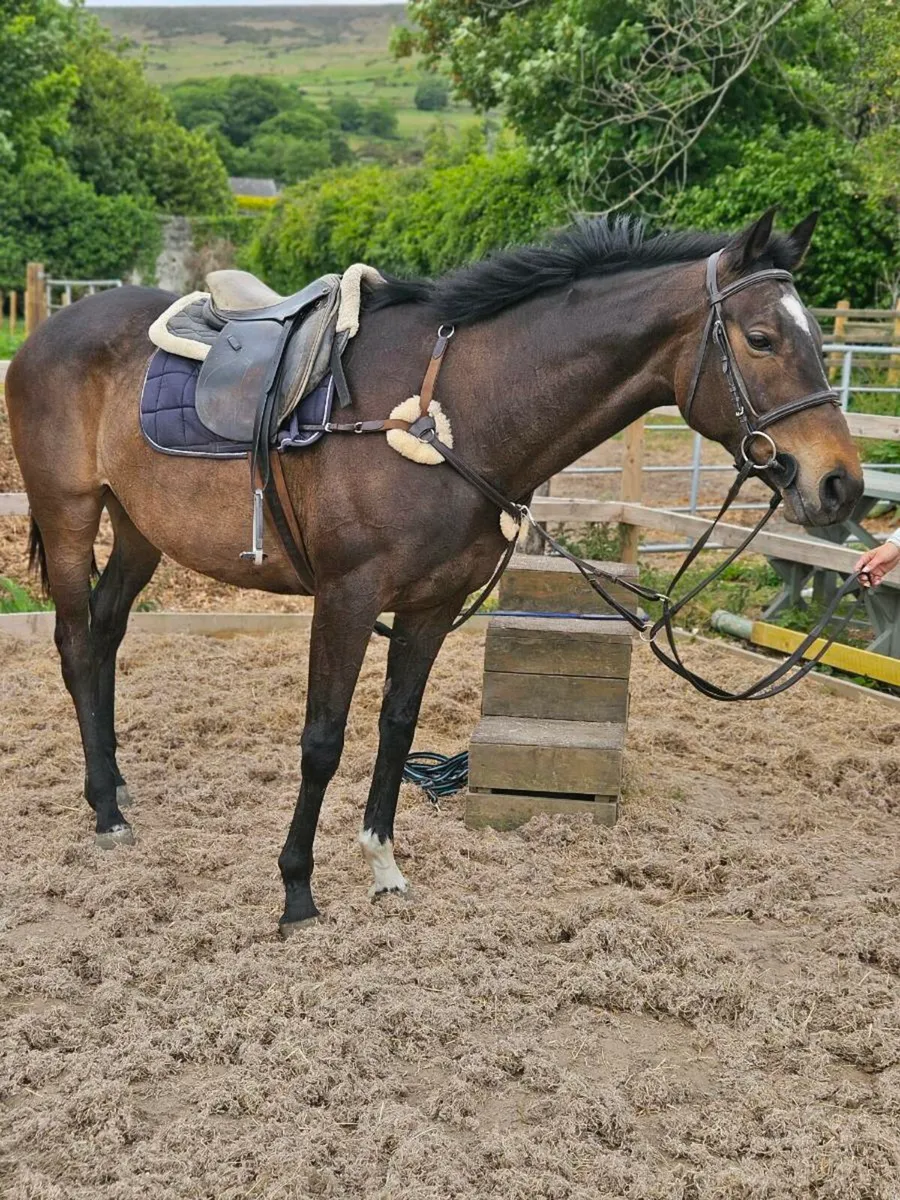 Perfect first horse - Image 4