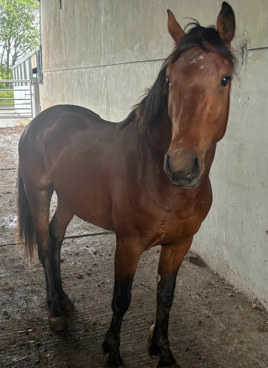 Three Year Colt by Harper Du Seigneur - Image 2