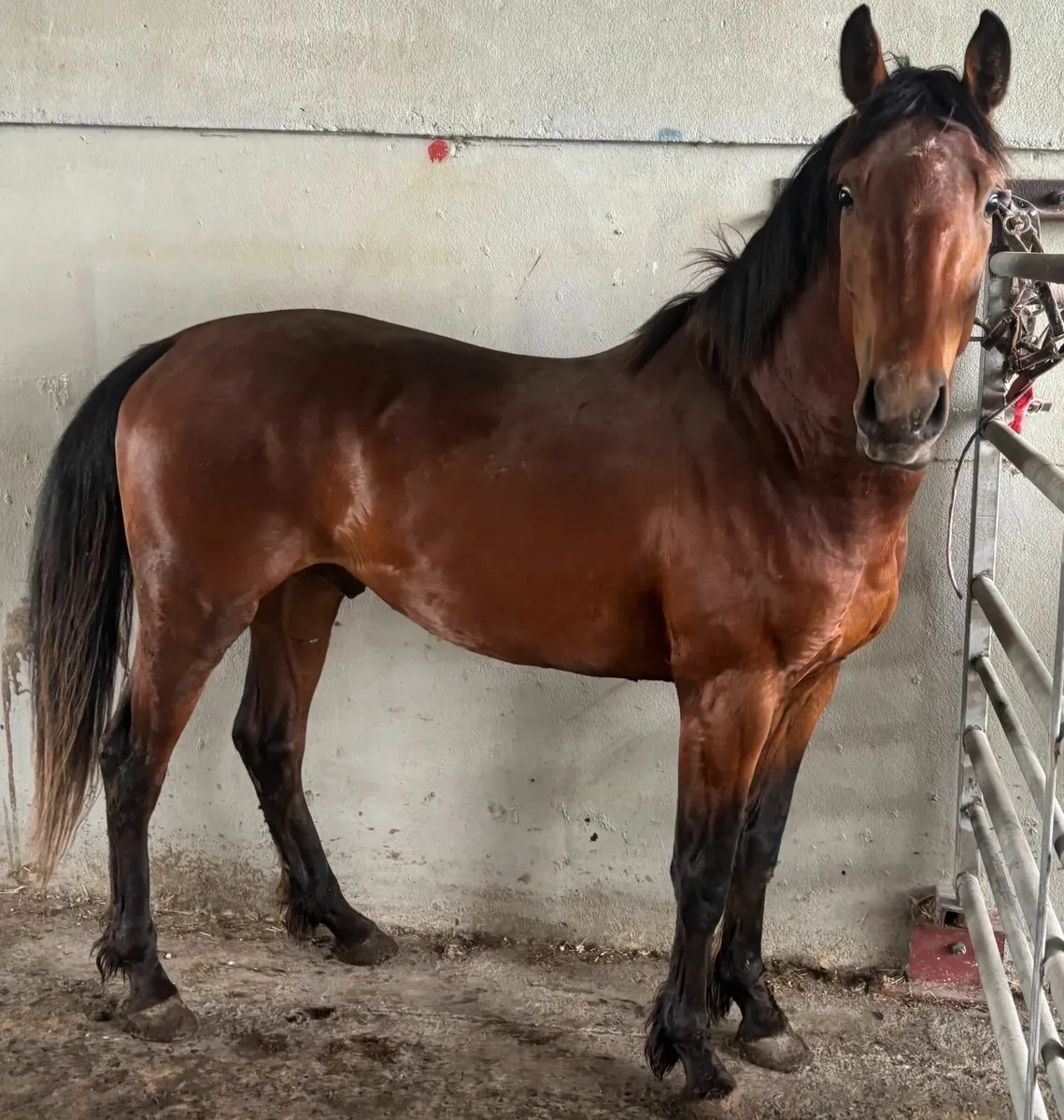 Three Year Colt by Harper Du Seigneur - Image 3