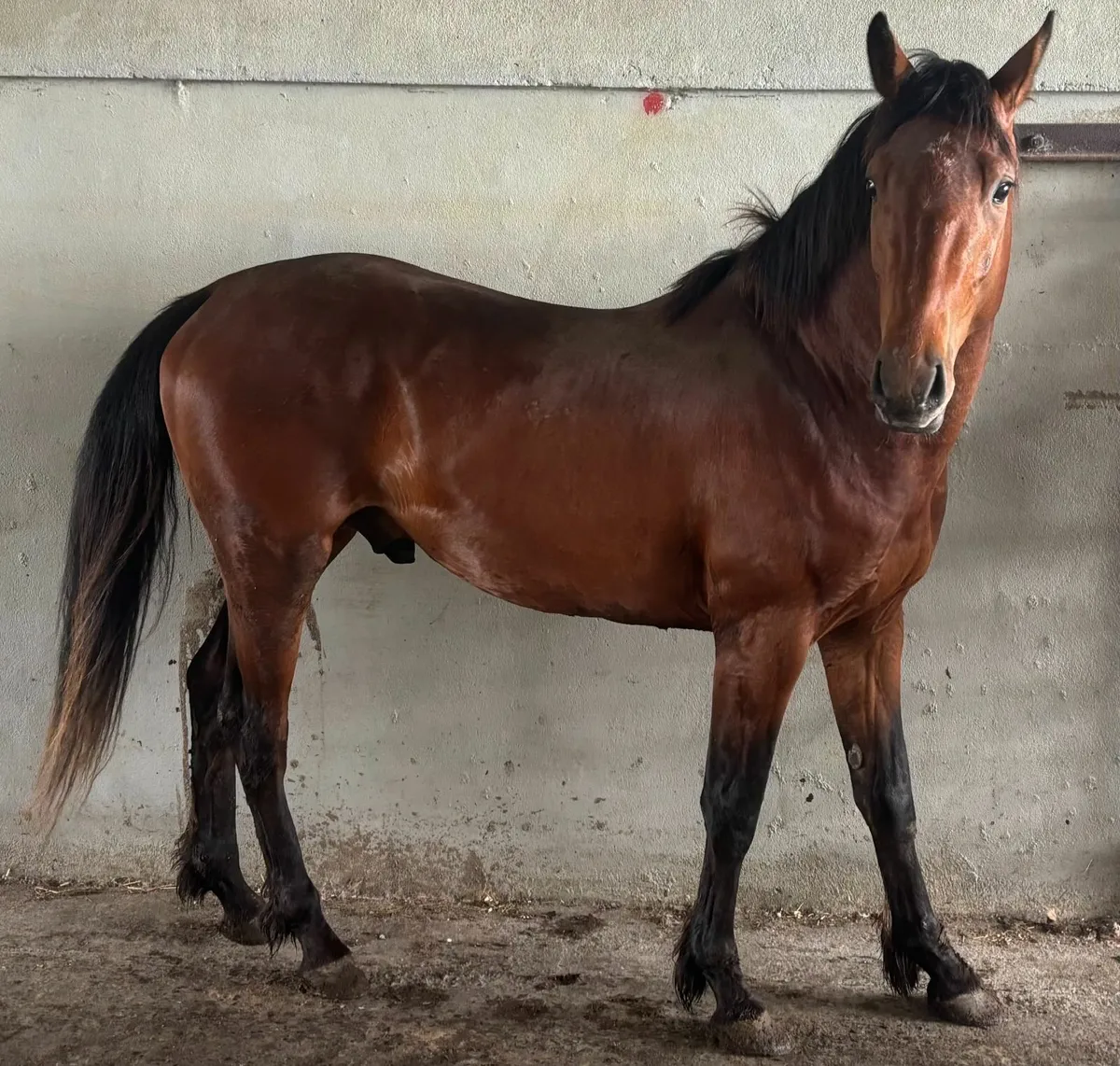 Three Year Colt by Harper Du Seigneur - Image 4