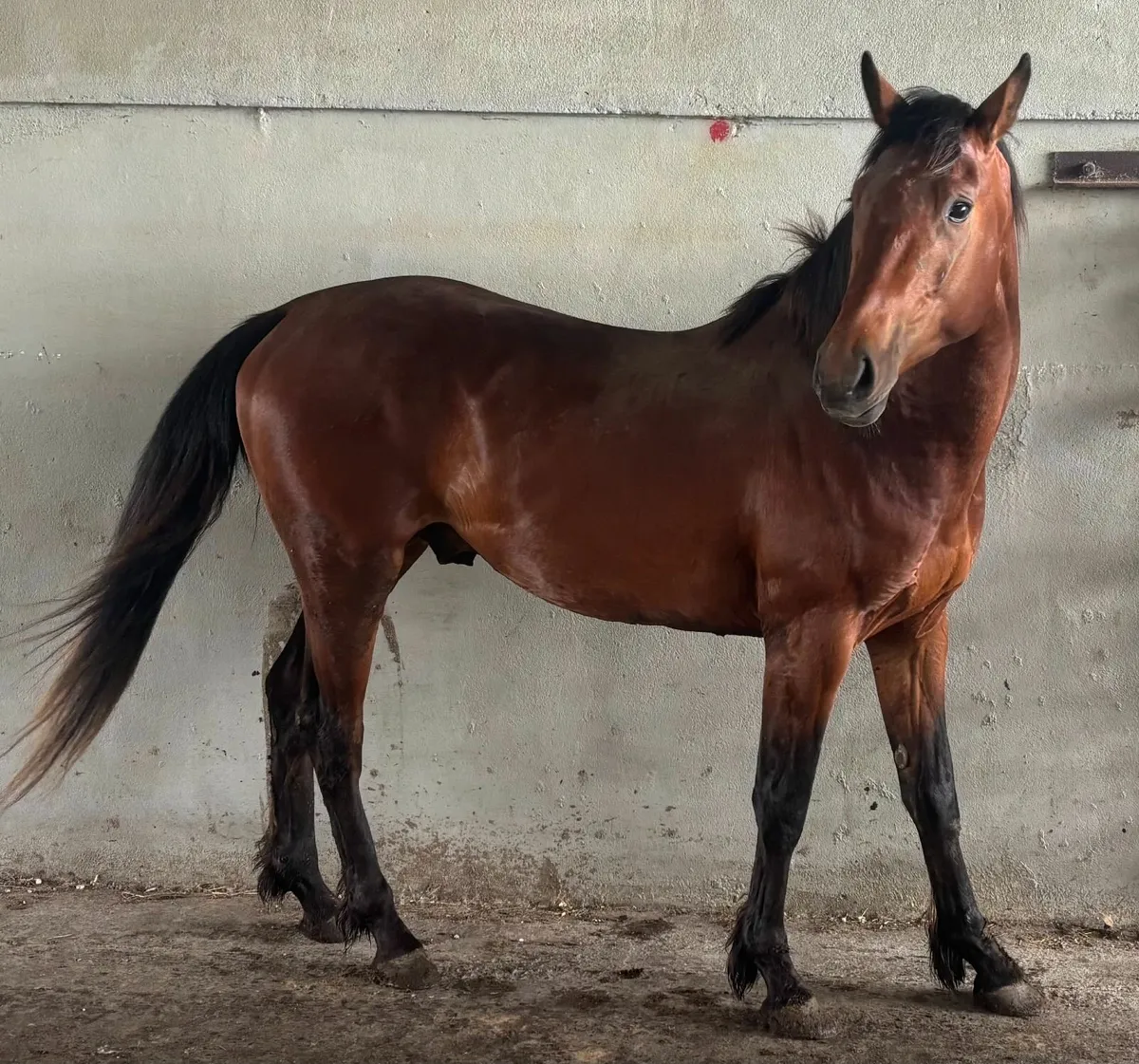 Three Year Colt by Harper Du Seigneur - Image 1