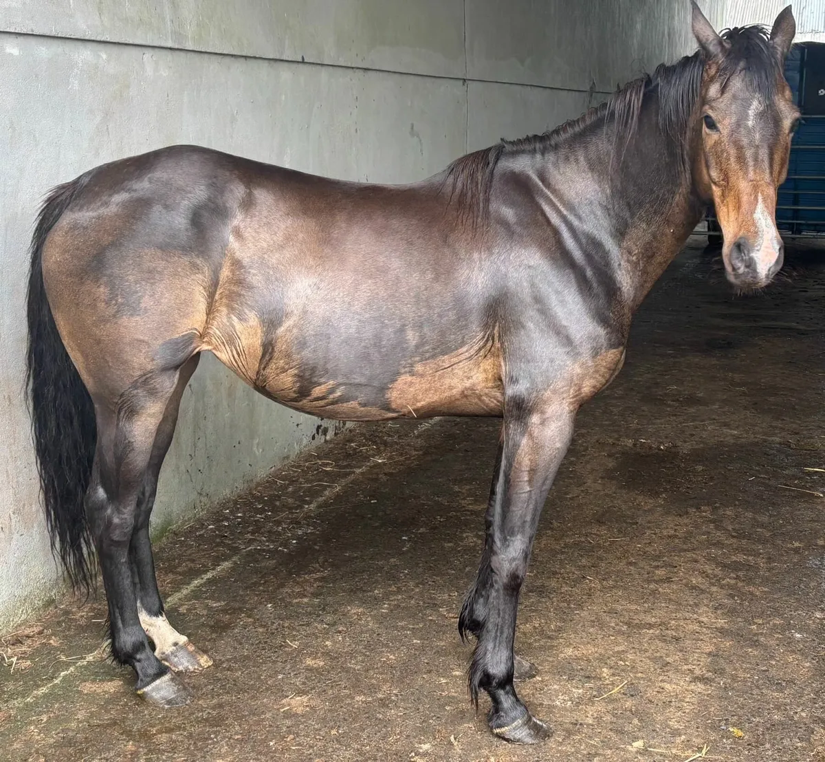 Brood Mare - Image 3