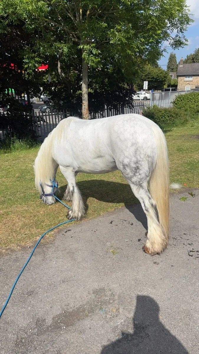 Dapple grey mare - Image 2