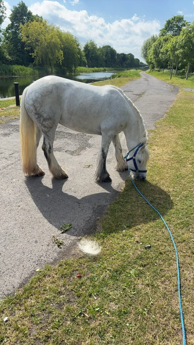 Dapple grey mare - Image 3