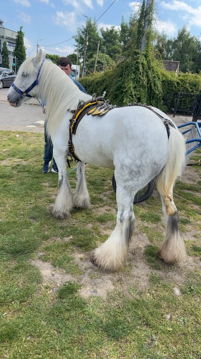 Dapple grey mare - Image 4