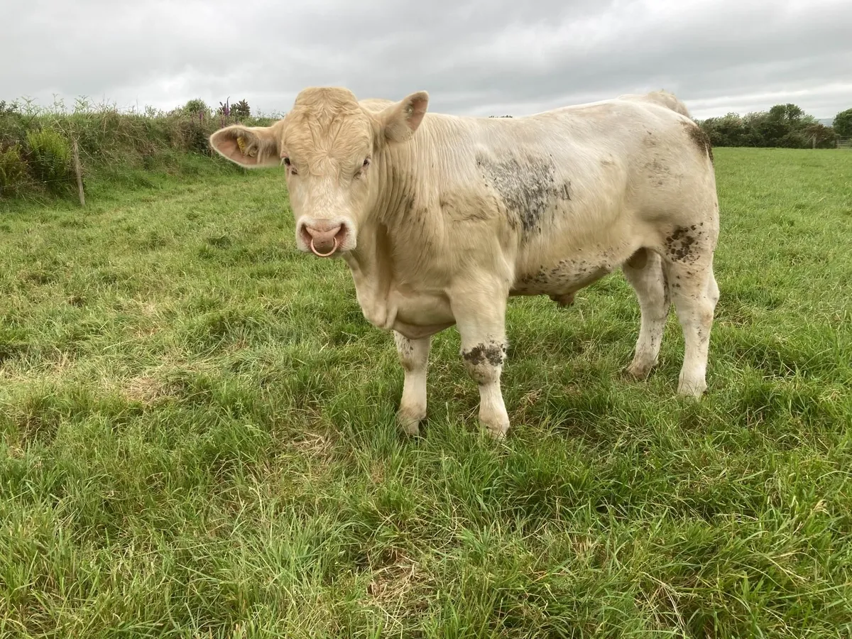 Charolais bull - Image 1