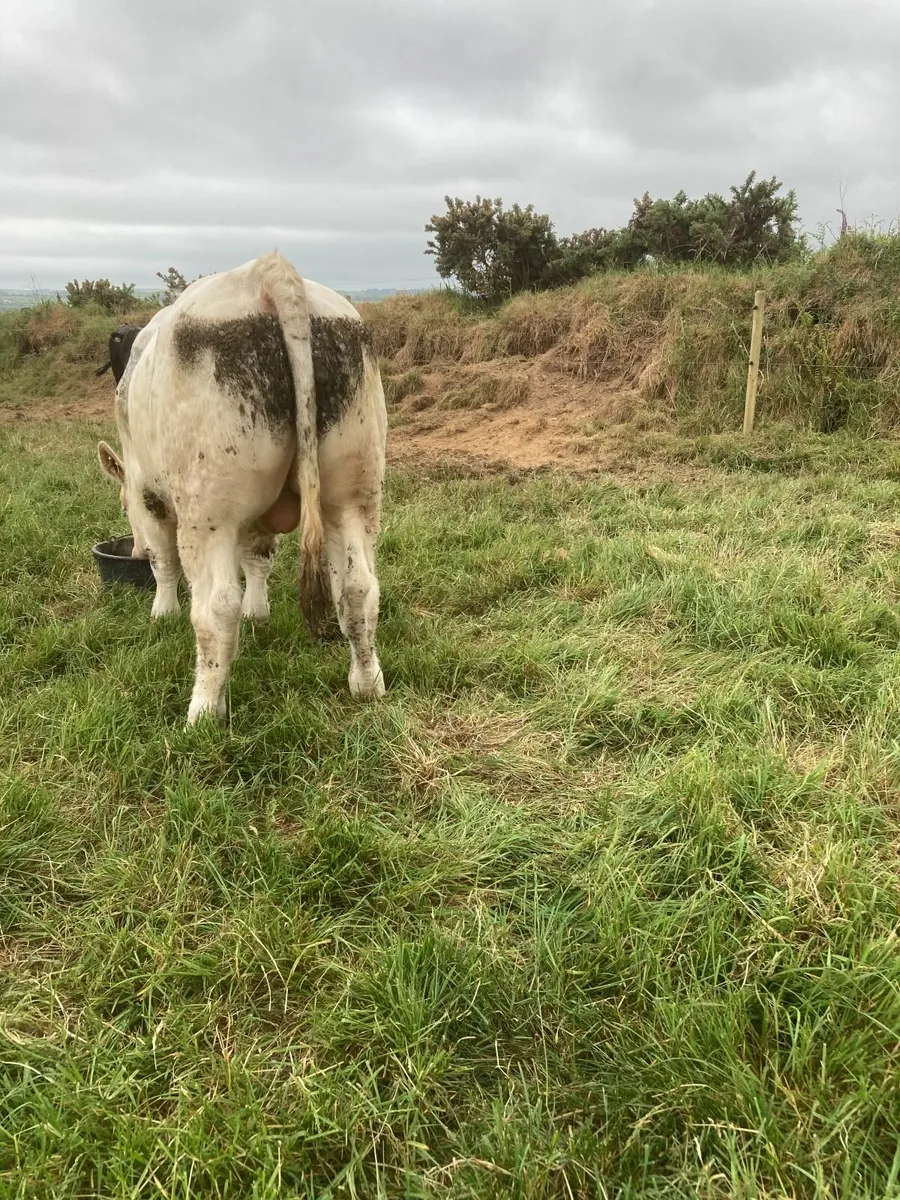 Charolais bull - Image 3