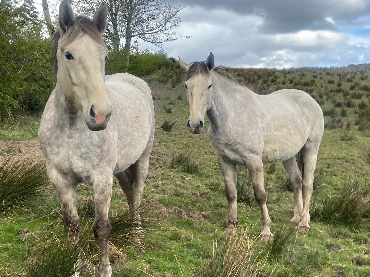 4year old full Irish Draught - Image 1
