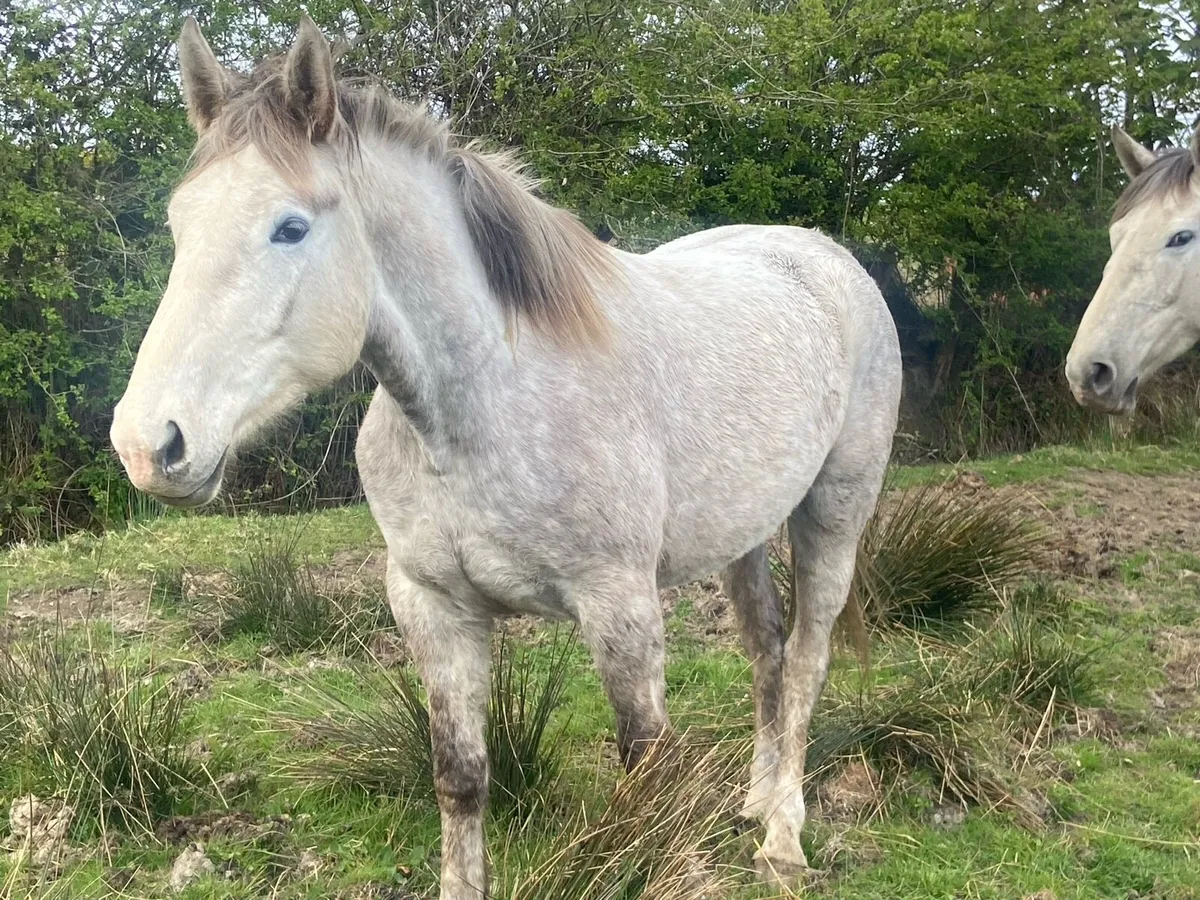 4year old full Irish Draught - Image 2