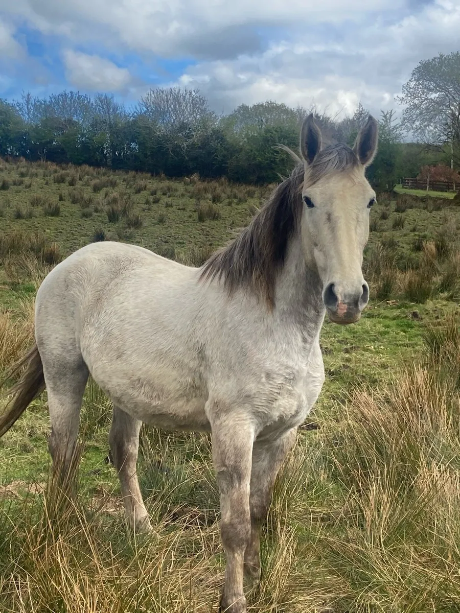 4year old full Irish Draught - Image 4
