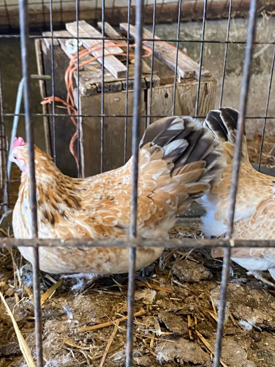2 Bantam hens - Image 2