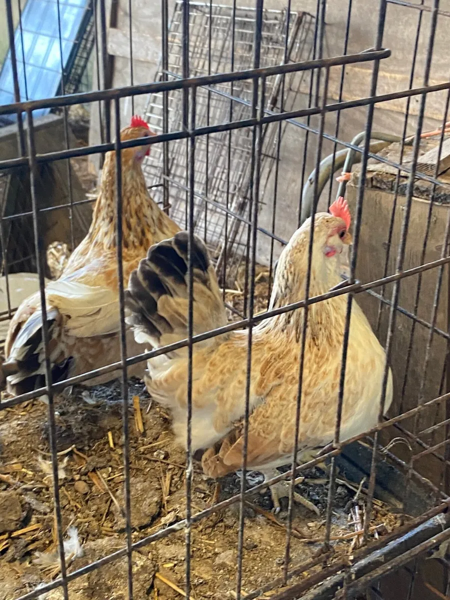 2 Bantam hens - Image 3