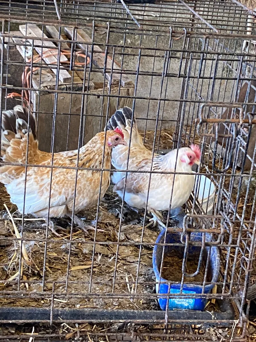 2 Bantam hens - Image 1