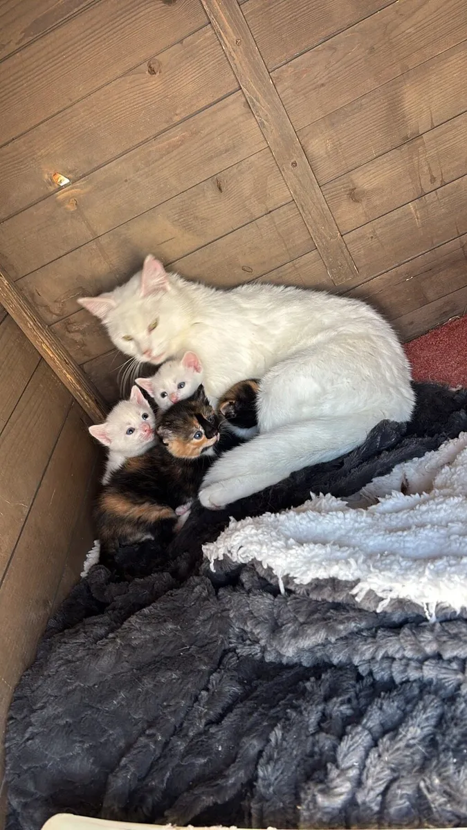 Kittens - Image 1