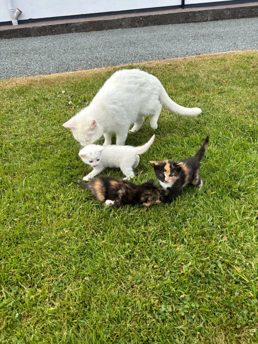 Kittens - Image 2
