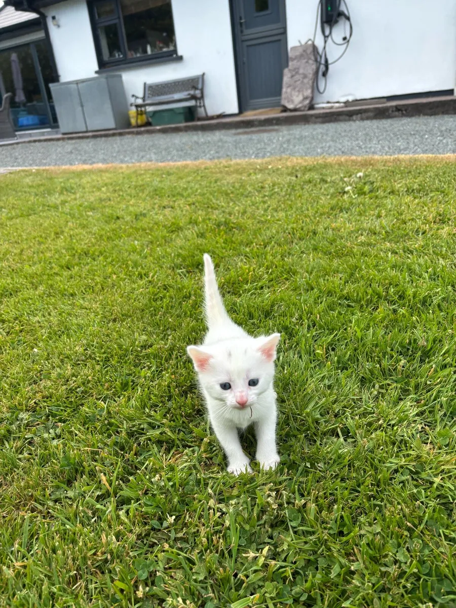 Kittens - Image 3