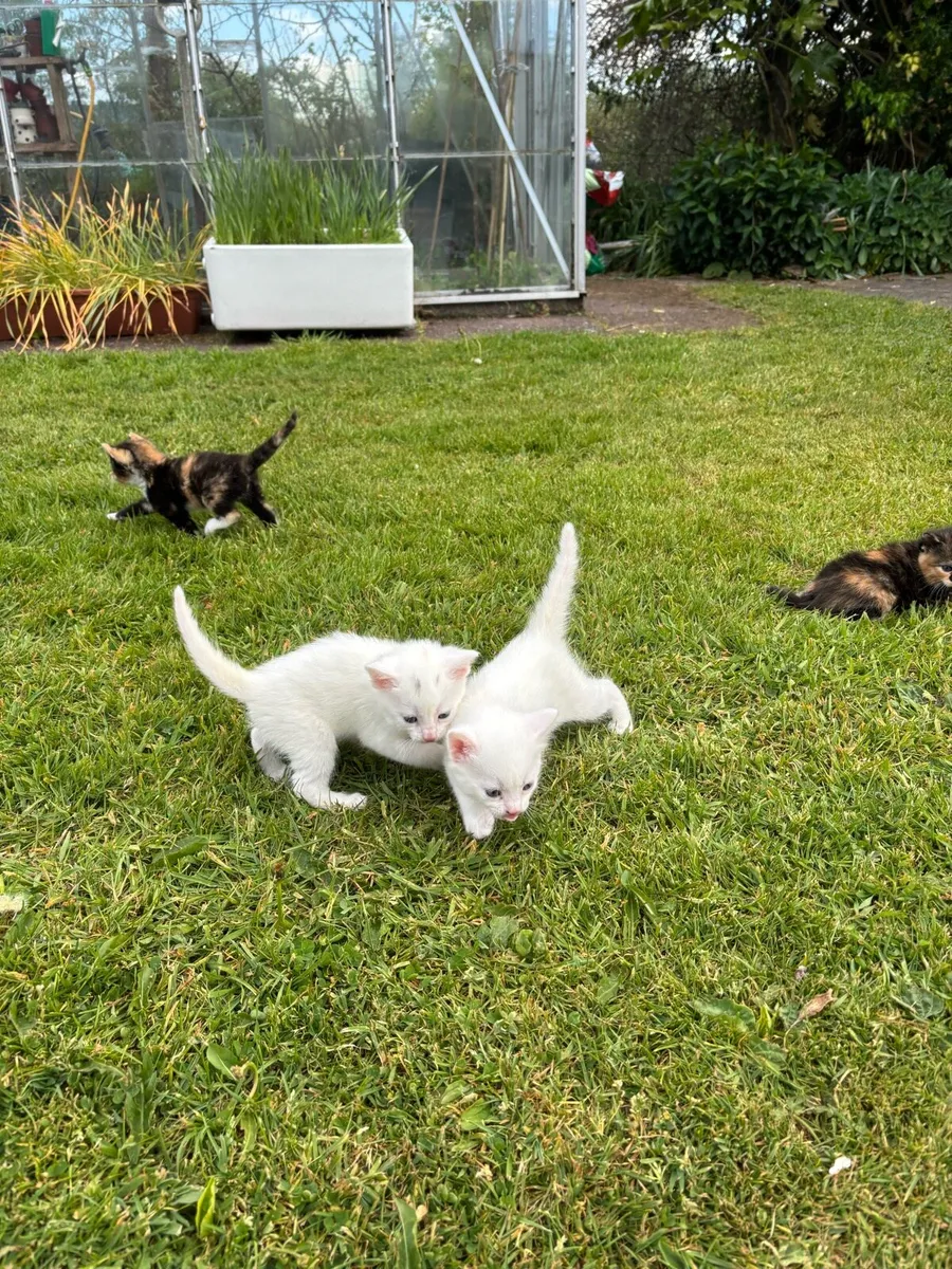 Kittens - Image 4