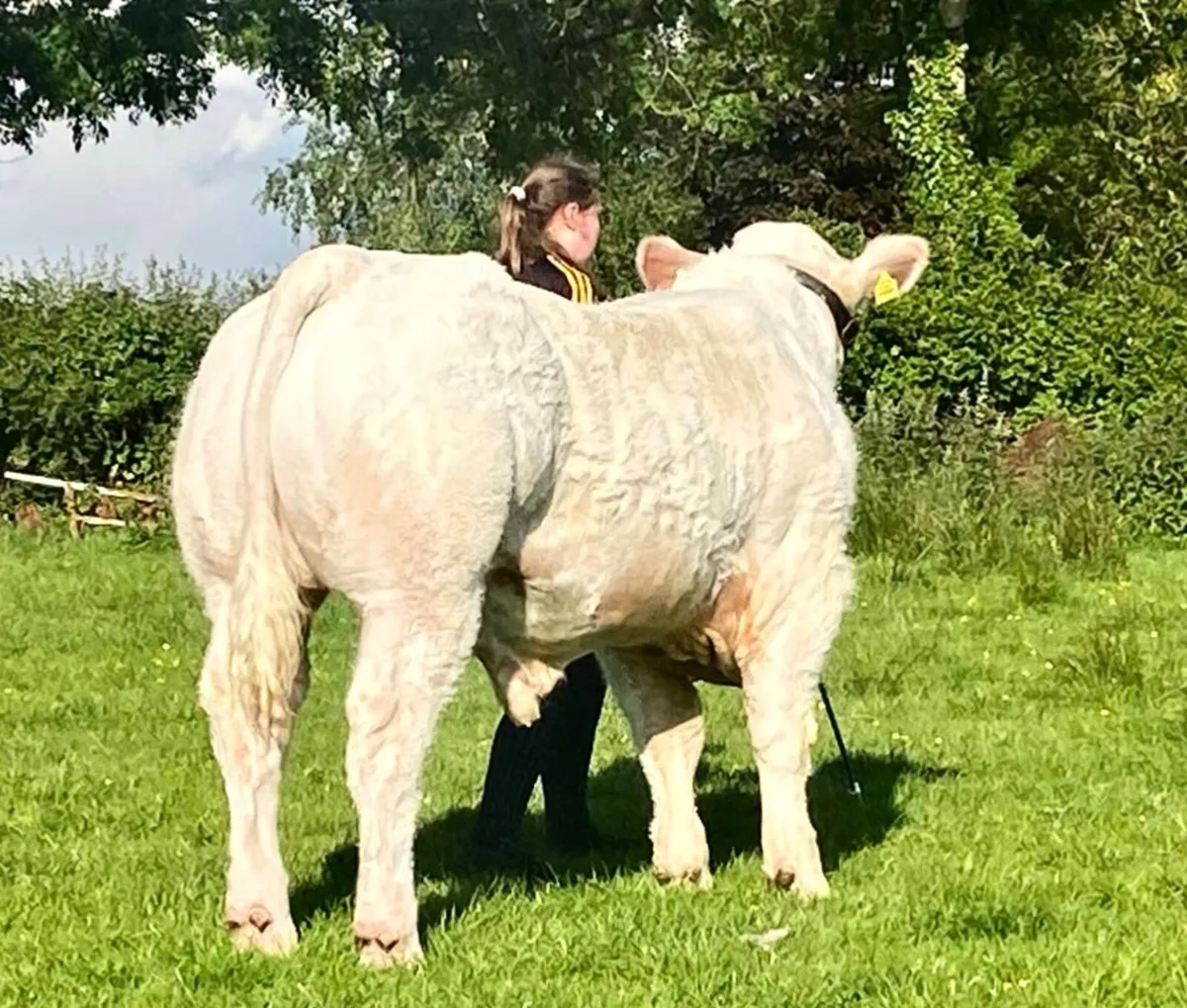 Charolais Bull - Image 1