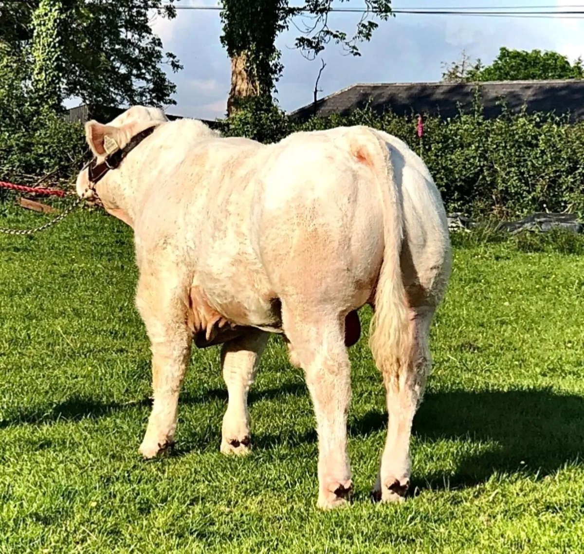 Charolais Bull - Image 2
