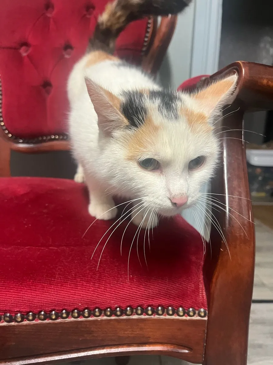 2year old cat - Image 1