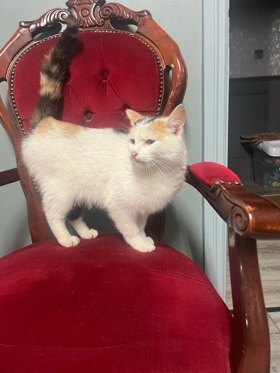 2year old cat - Image 2