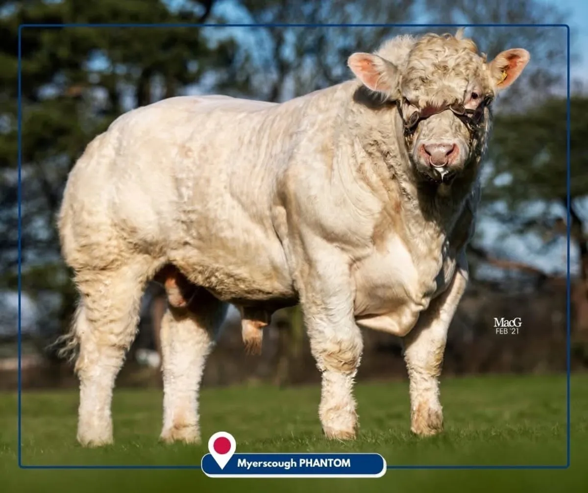 Charolais Bull - Image 4