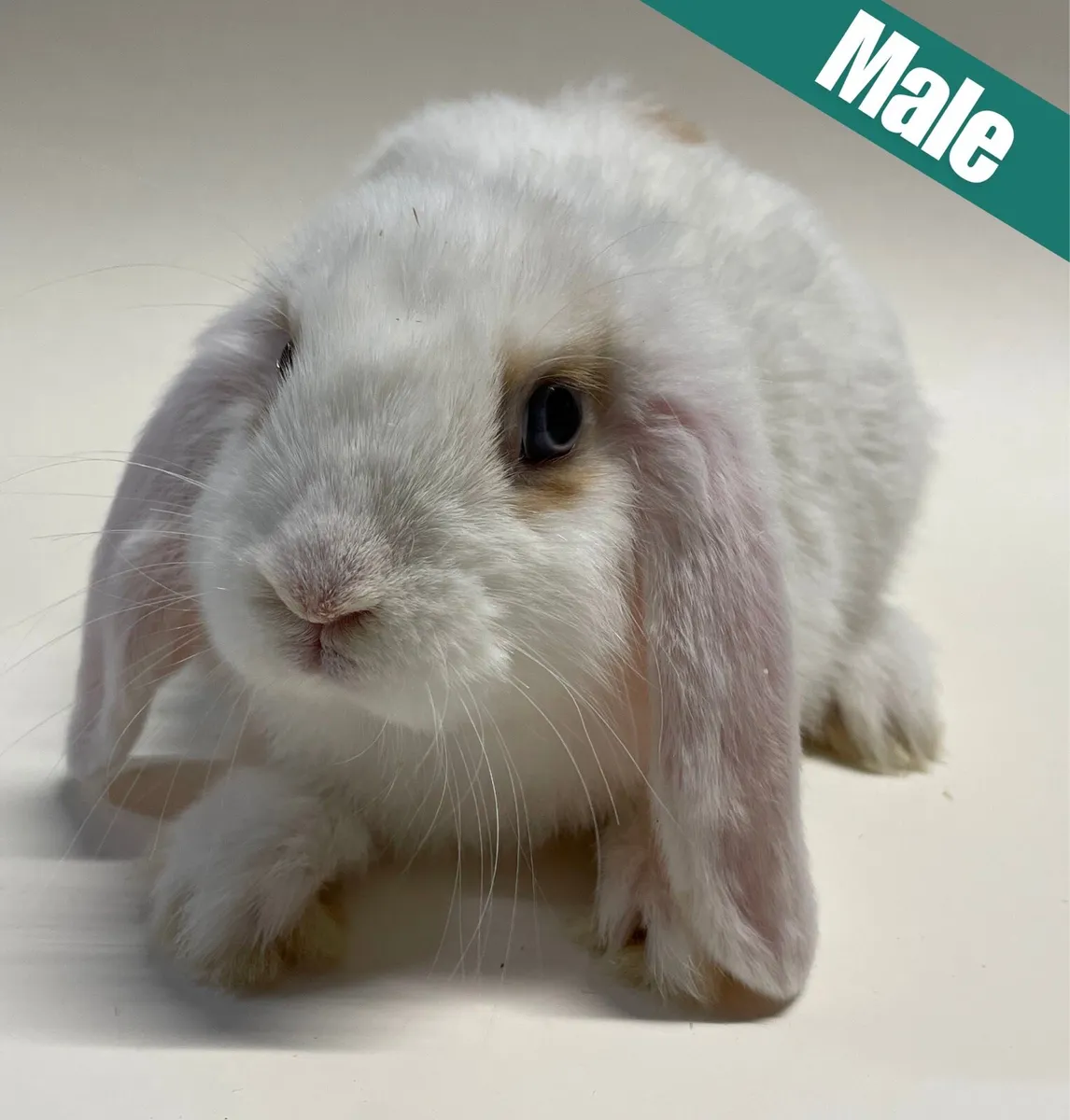 Pedigree Mini Lop Bunnies - Image 3