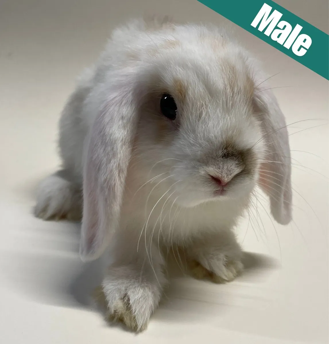 Pedigree Mini Lop Bunnies - Image 2