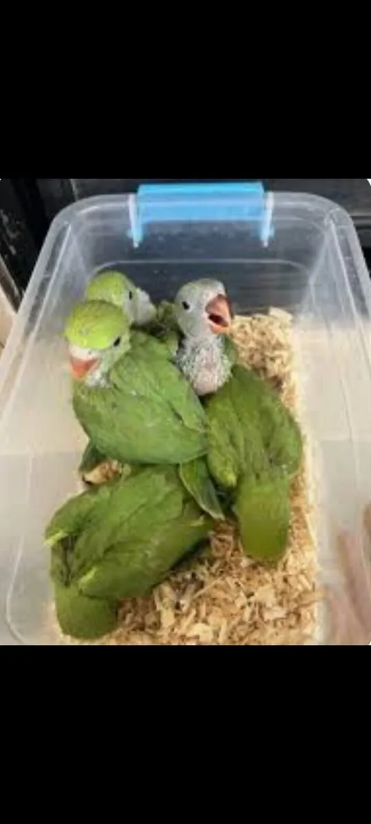 Parrot - Image 1