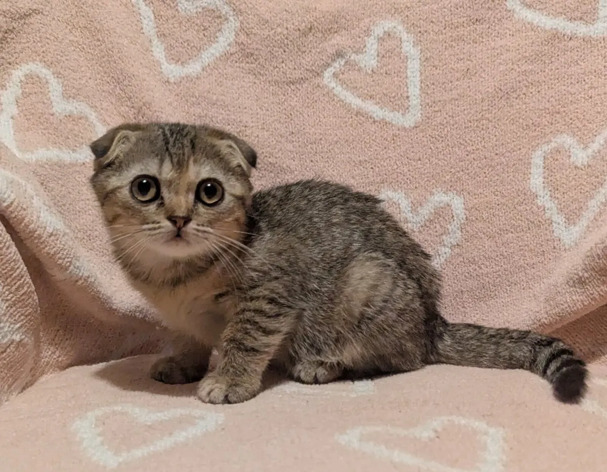 Scottish Fold short hair Kitten - Image 2