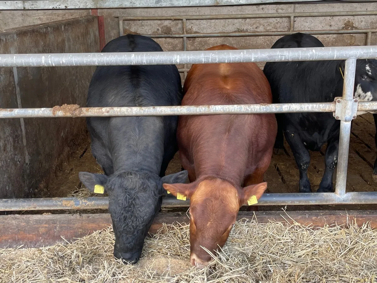 Bull - Stabiliser - Image 4