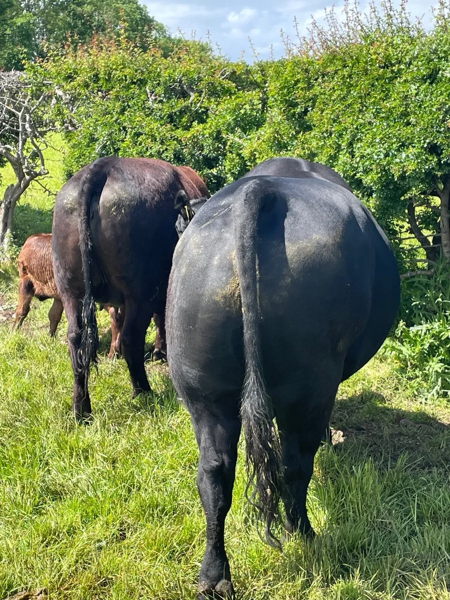 Bull - Stabiliser - Image 3