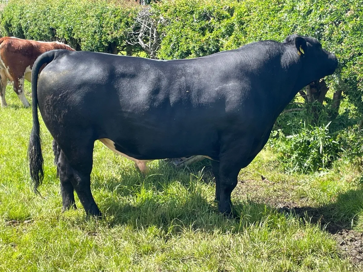 Bull - Stabiliser - Image 2