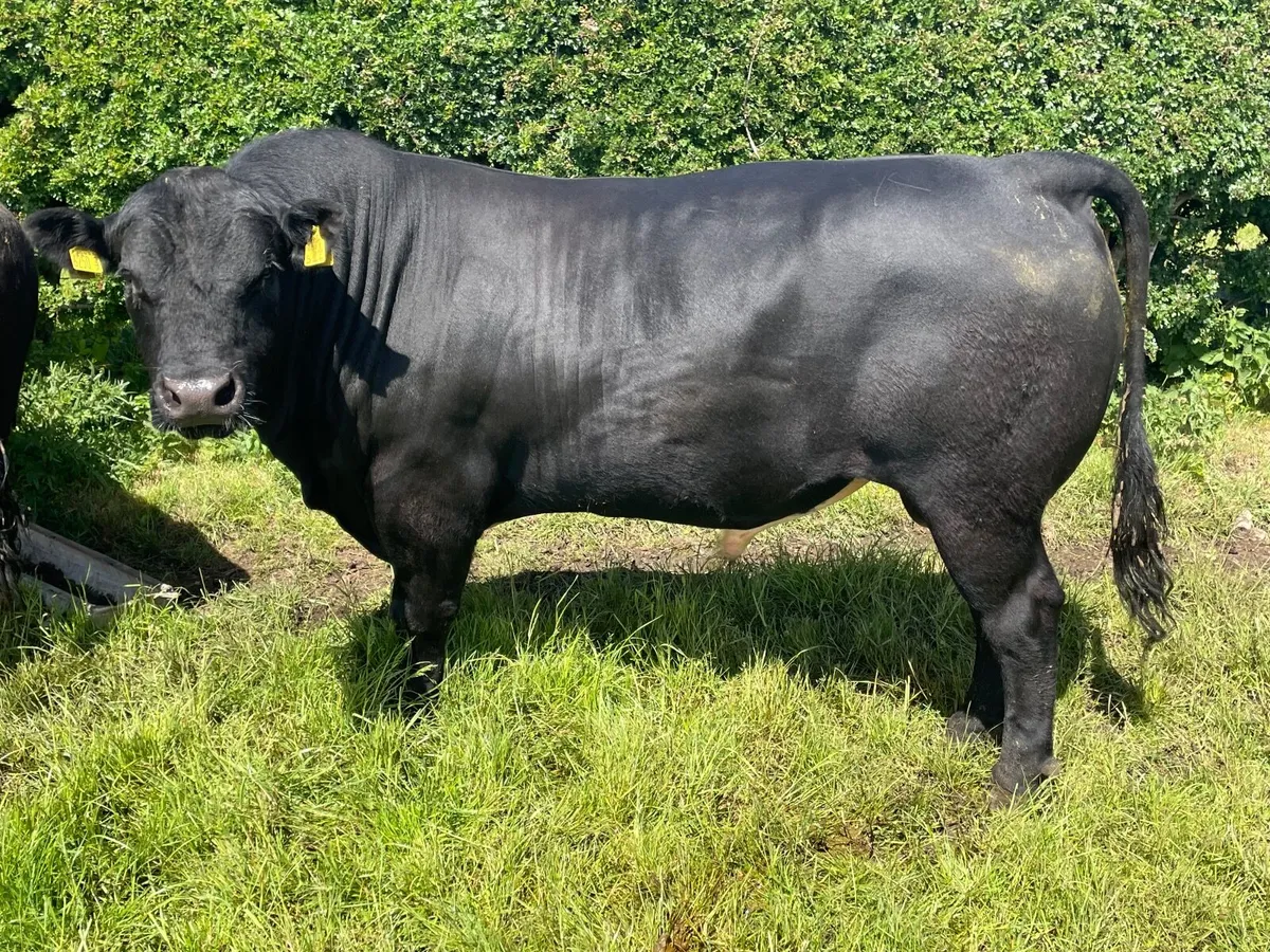 Bull - Stabiliser - Image 1