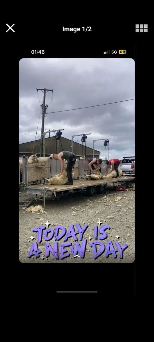 Sheep shearing