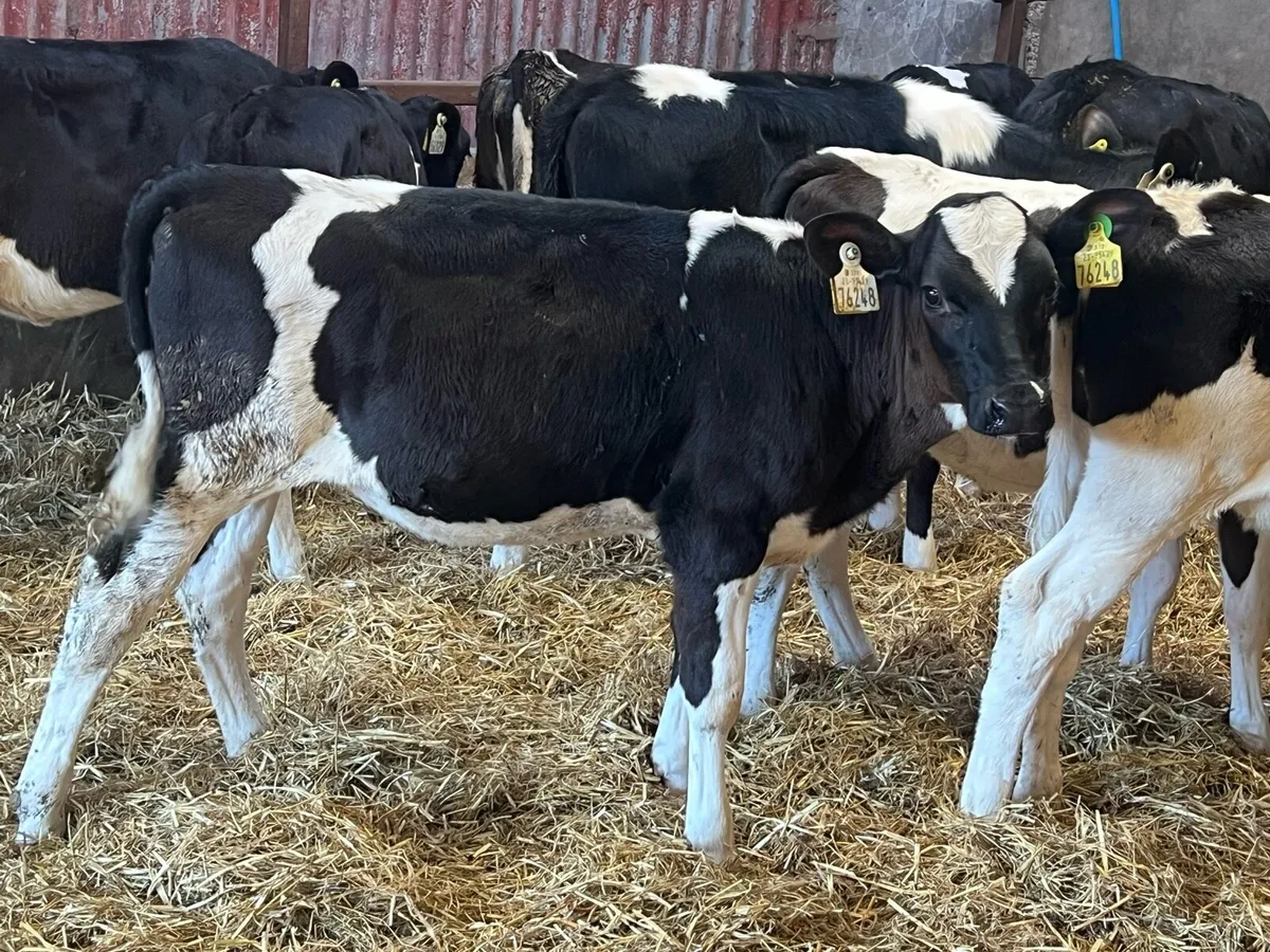 15 Correct Fresian Heifers - Image 1