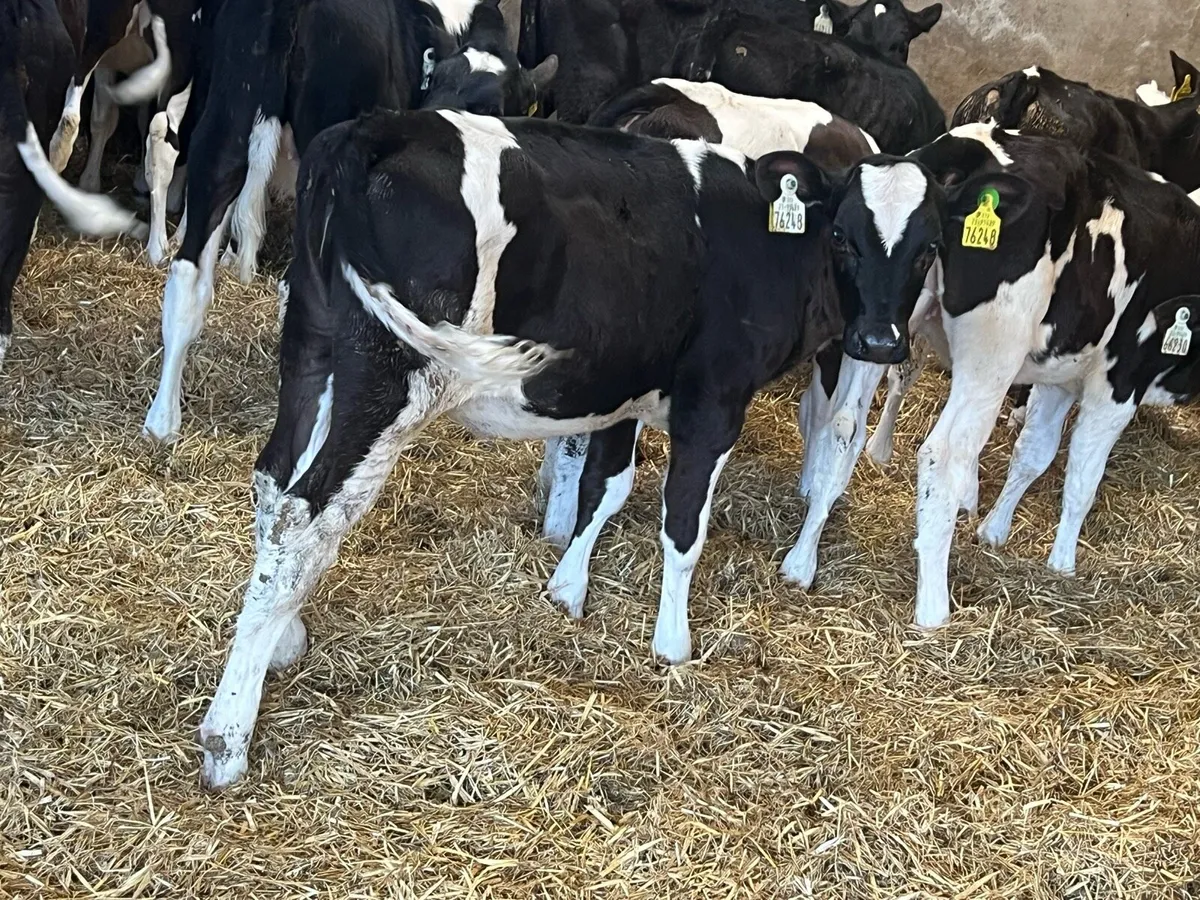 15 Correct Fresian Heifers - Image 3