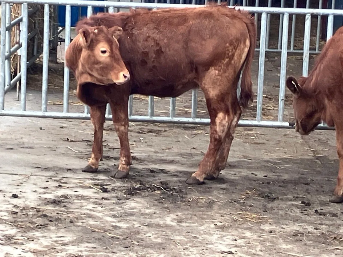 Two Limousine heifers for sale - Image 2