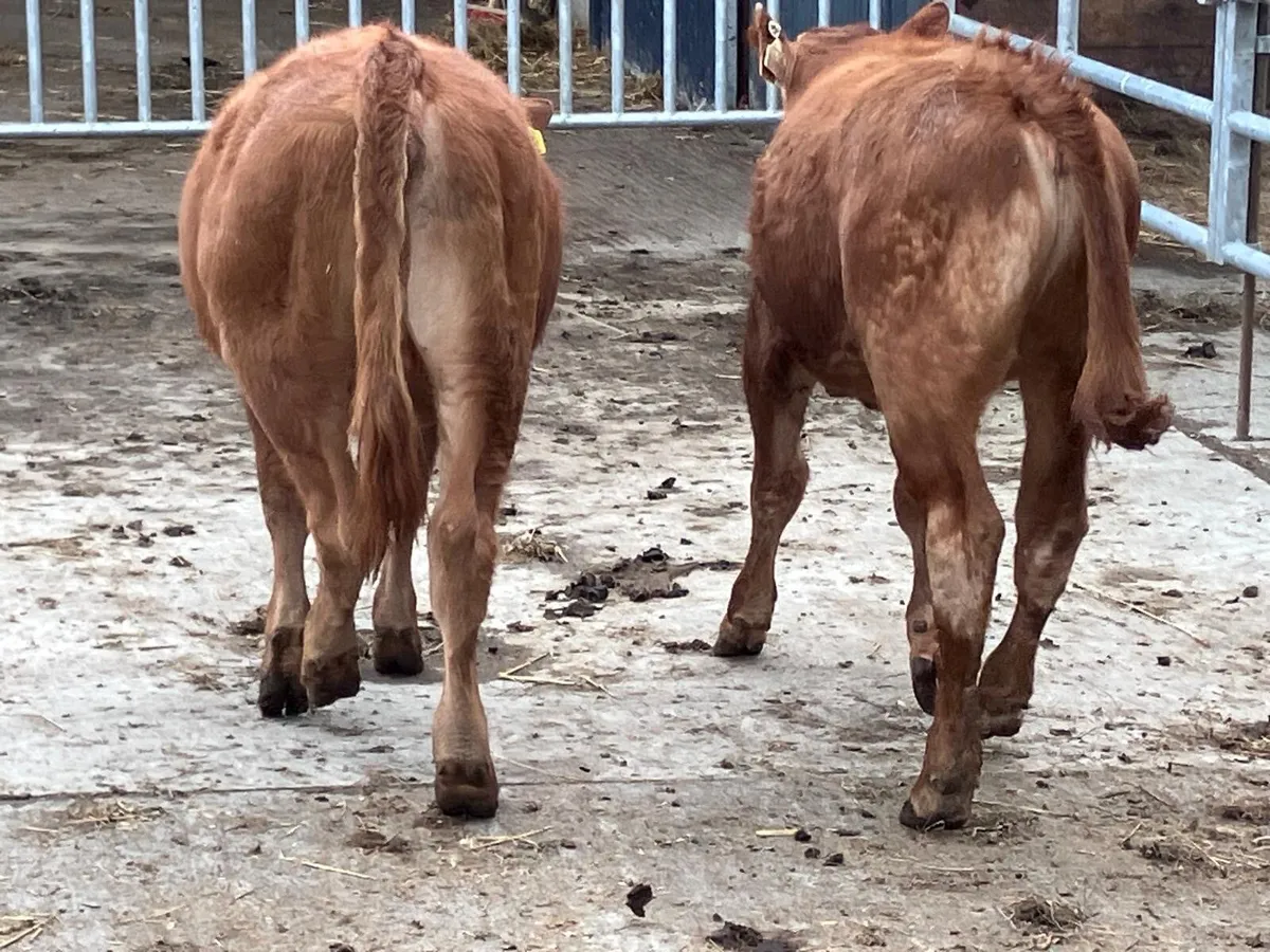 Two Limousine heifers for sale - Image 3