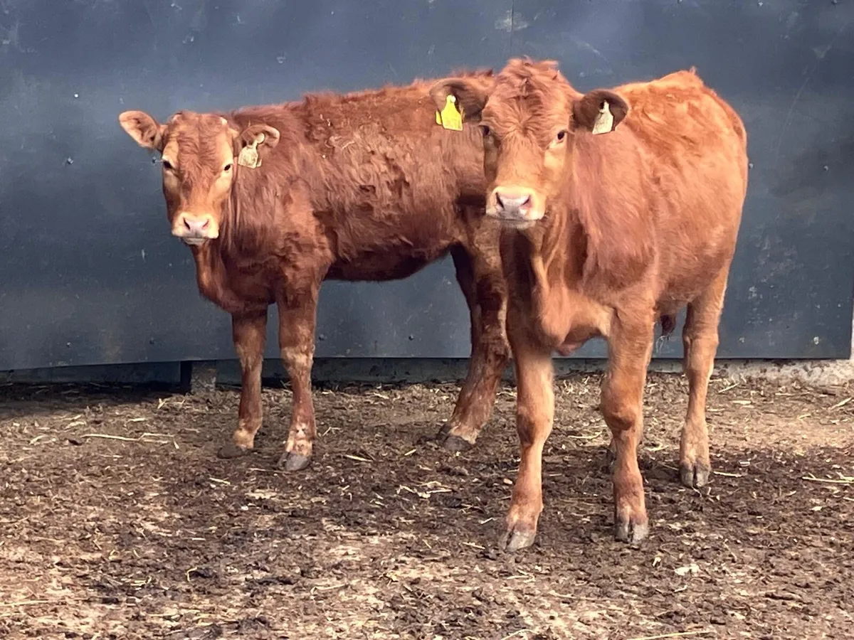 Two Limousine heifers for sale - Image 1