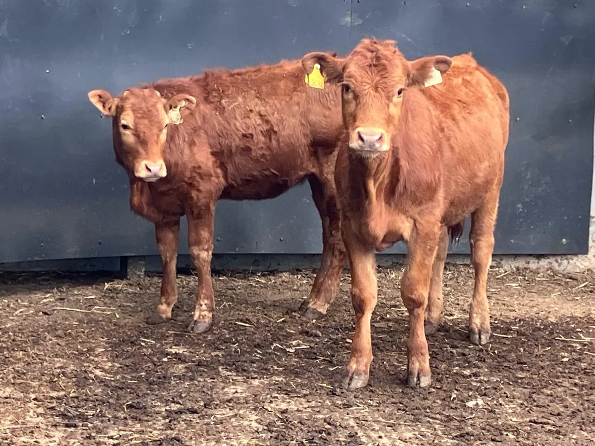 Two Limousine heifers for sale - Image 4