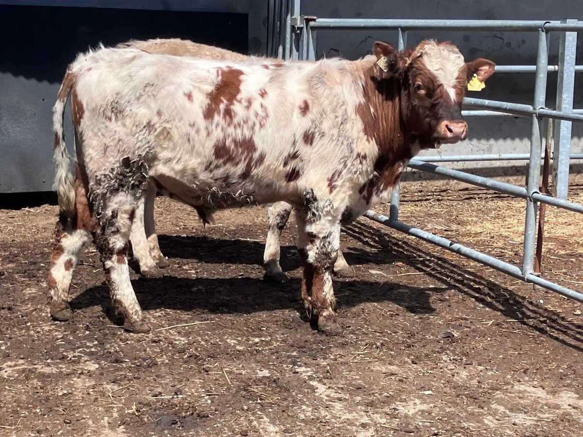 Two Charolais bullocks for sale - Image 2