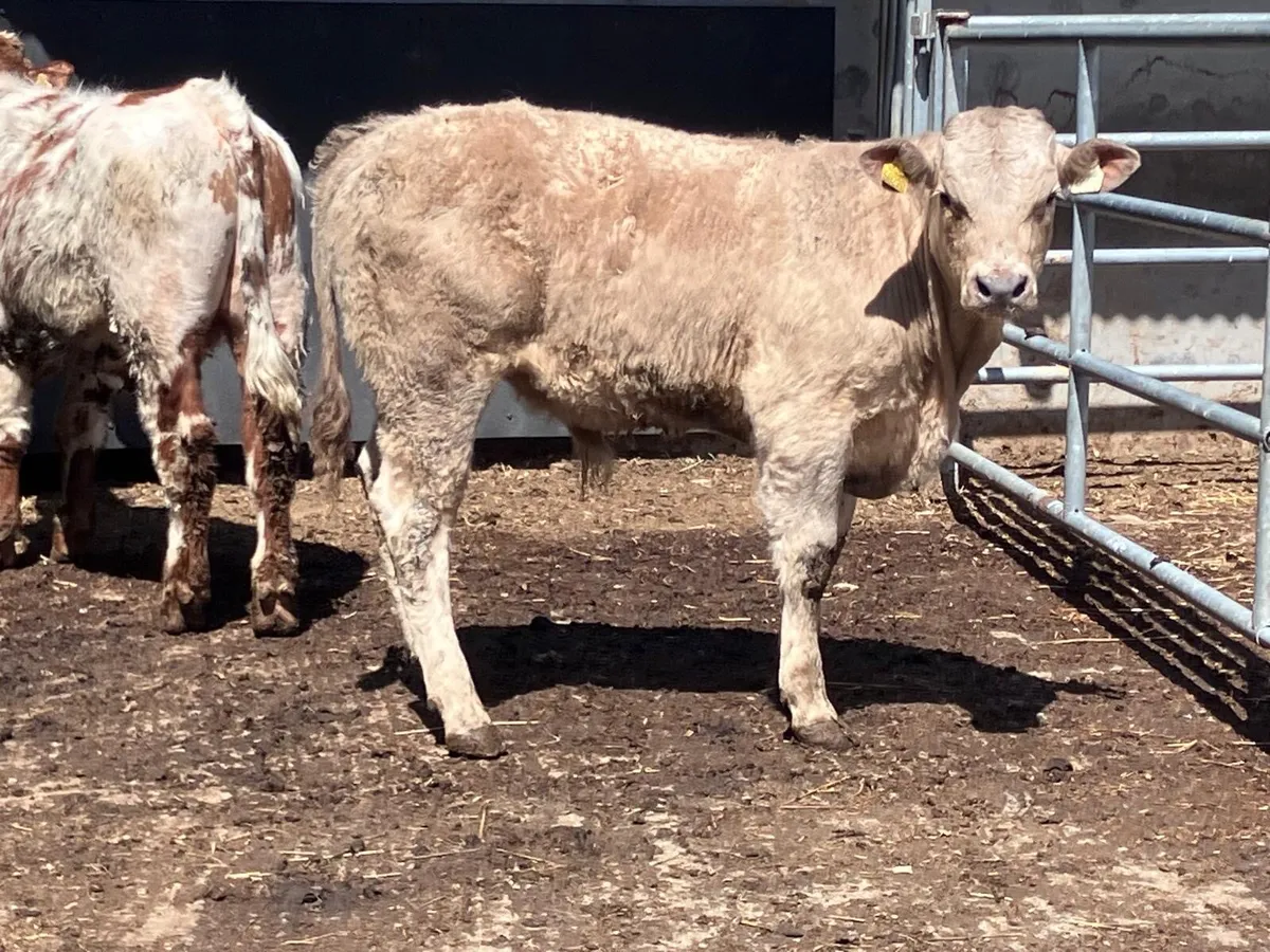 Two Charolais bullocks for sale - Image 1