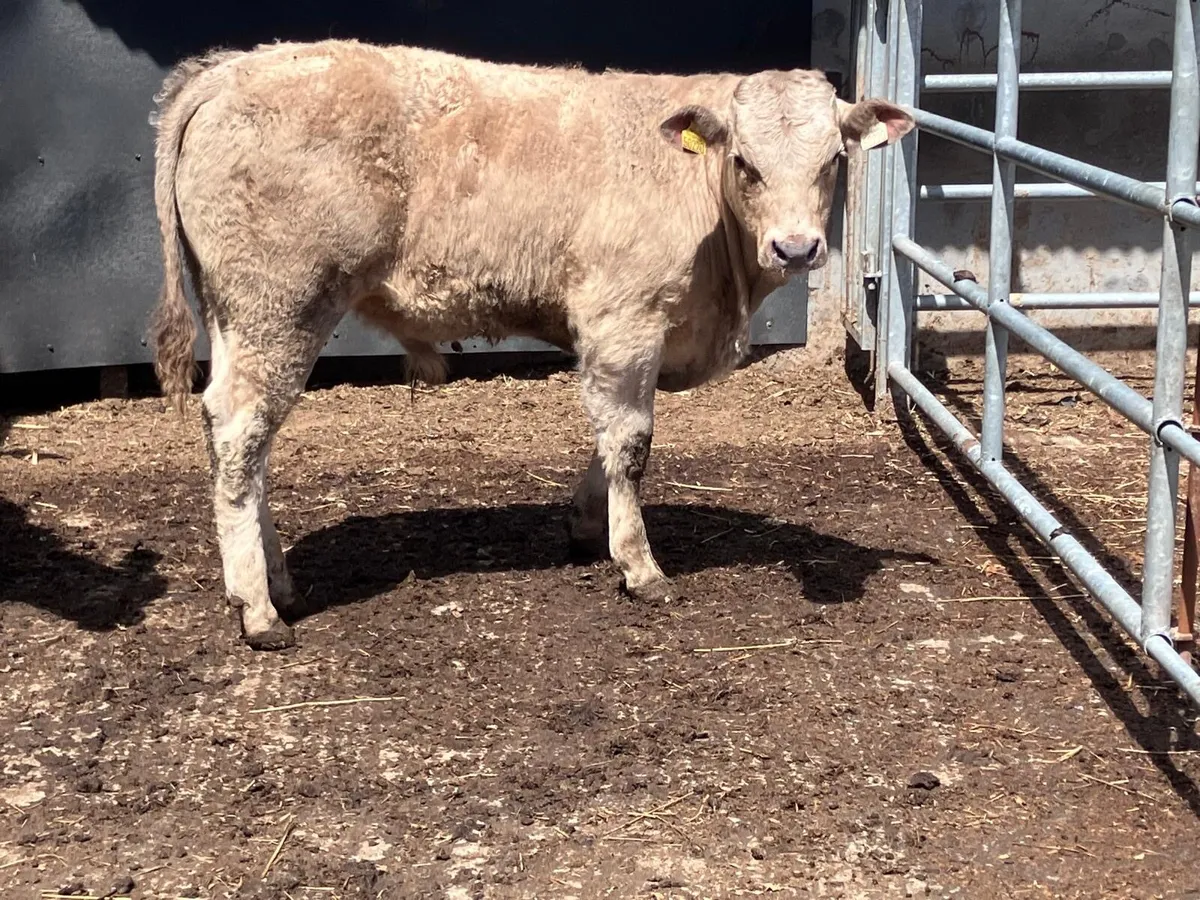 Two Charolais bullocks for sale - Image 3