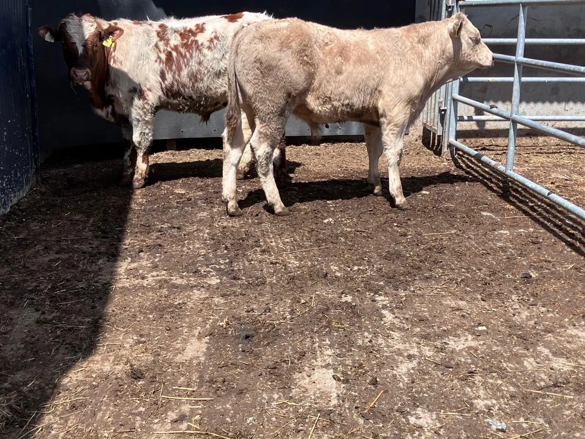 Two Charolais bullocks for sale - Image 4