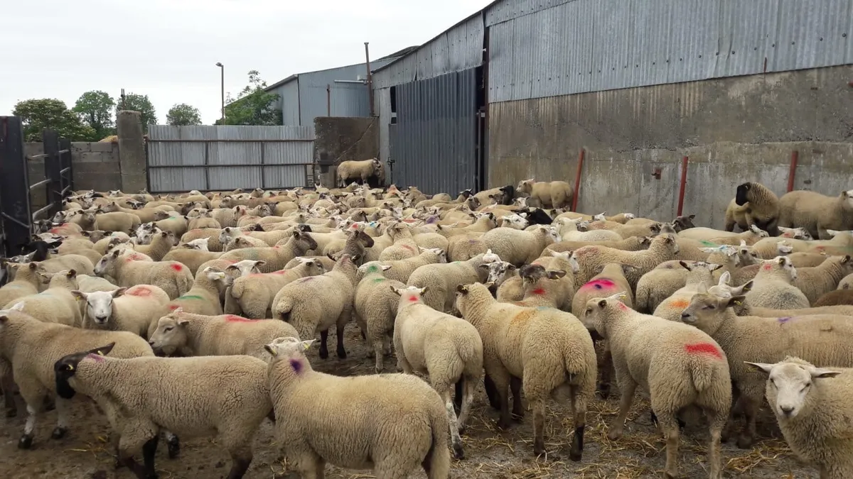 Wanted ram lambs - Image 1