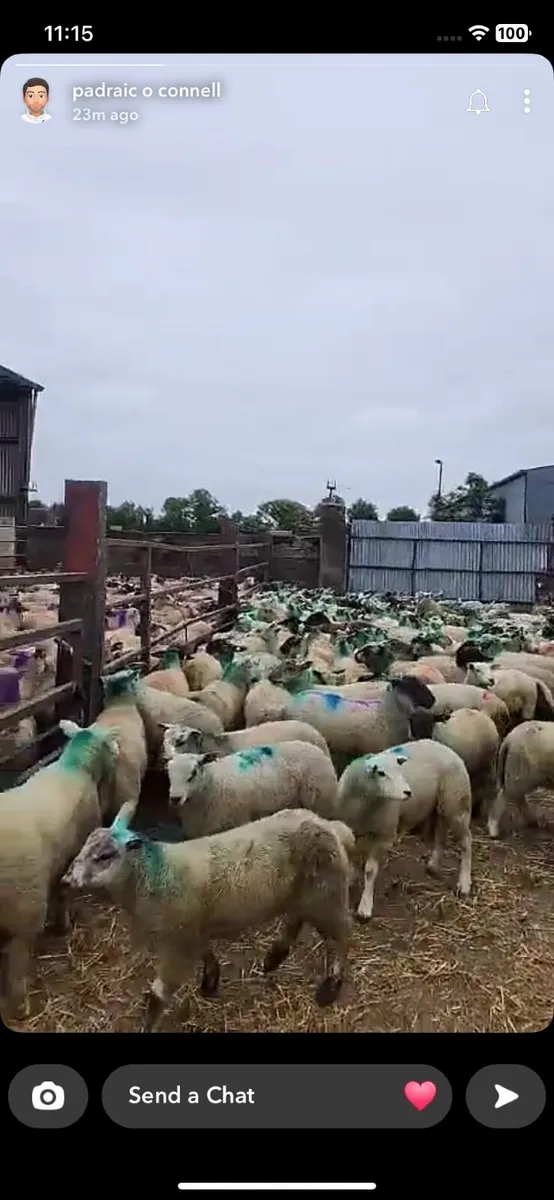 Wanted ram lambs - Image 2