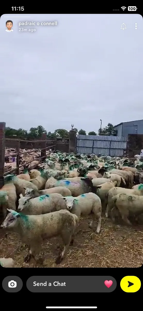 Wanted ram lambs - Image 3